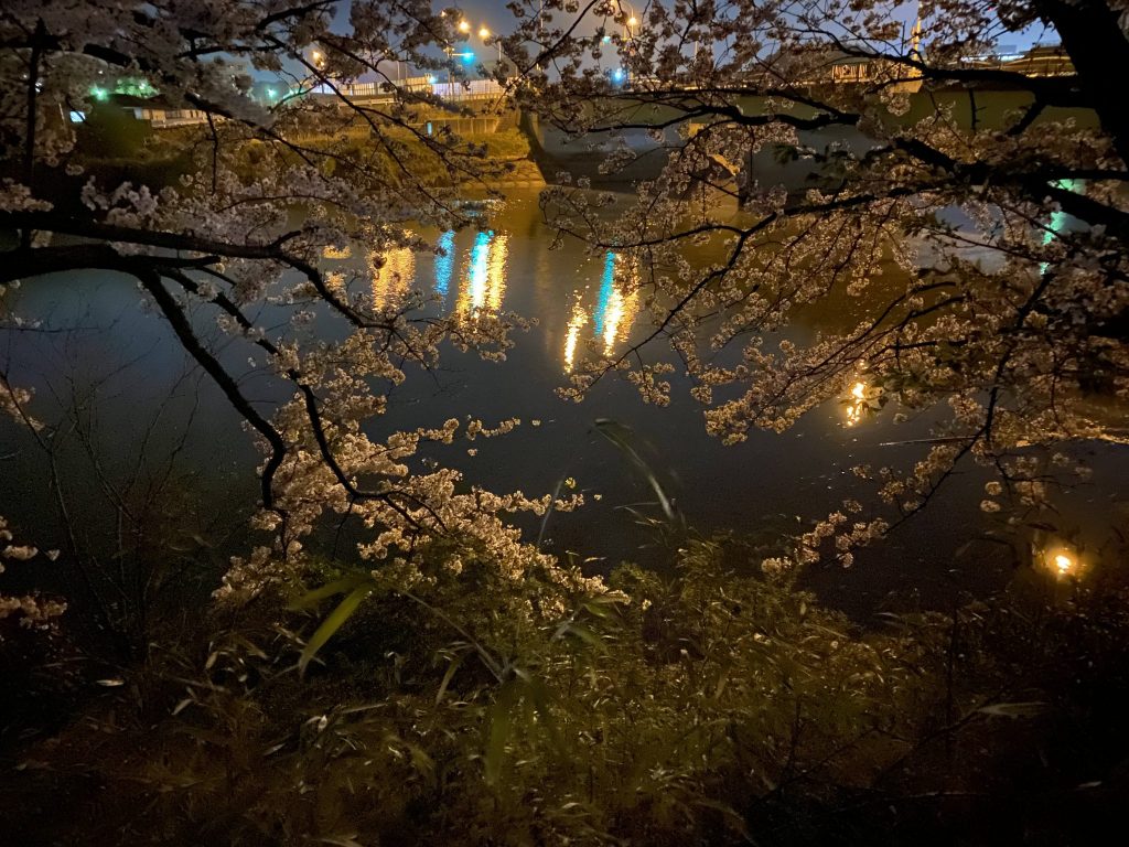 2021年の桜。