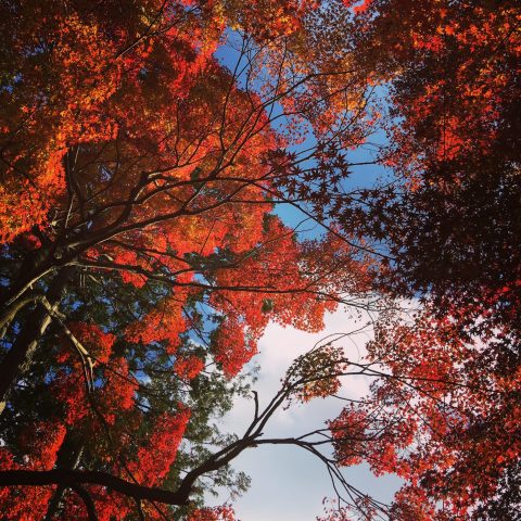 駆け込み紅葉狩りに行ってきました。