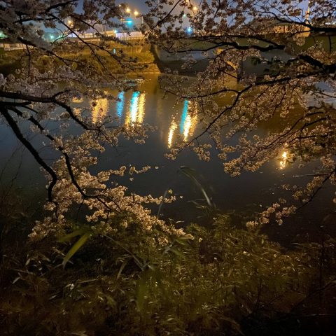 2021年の桜。